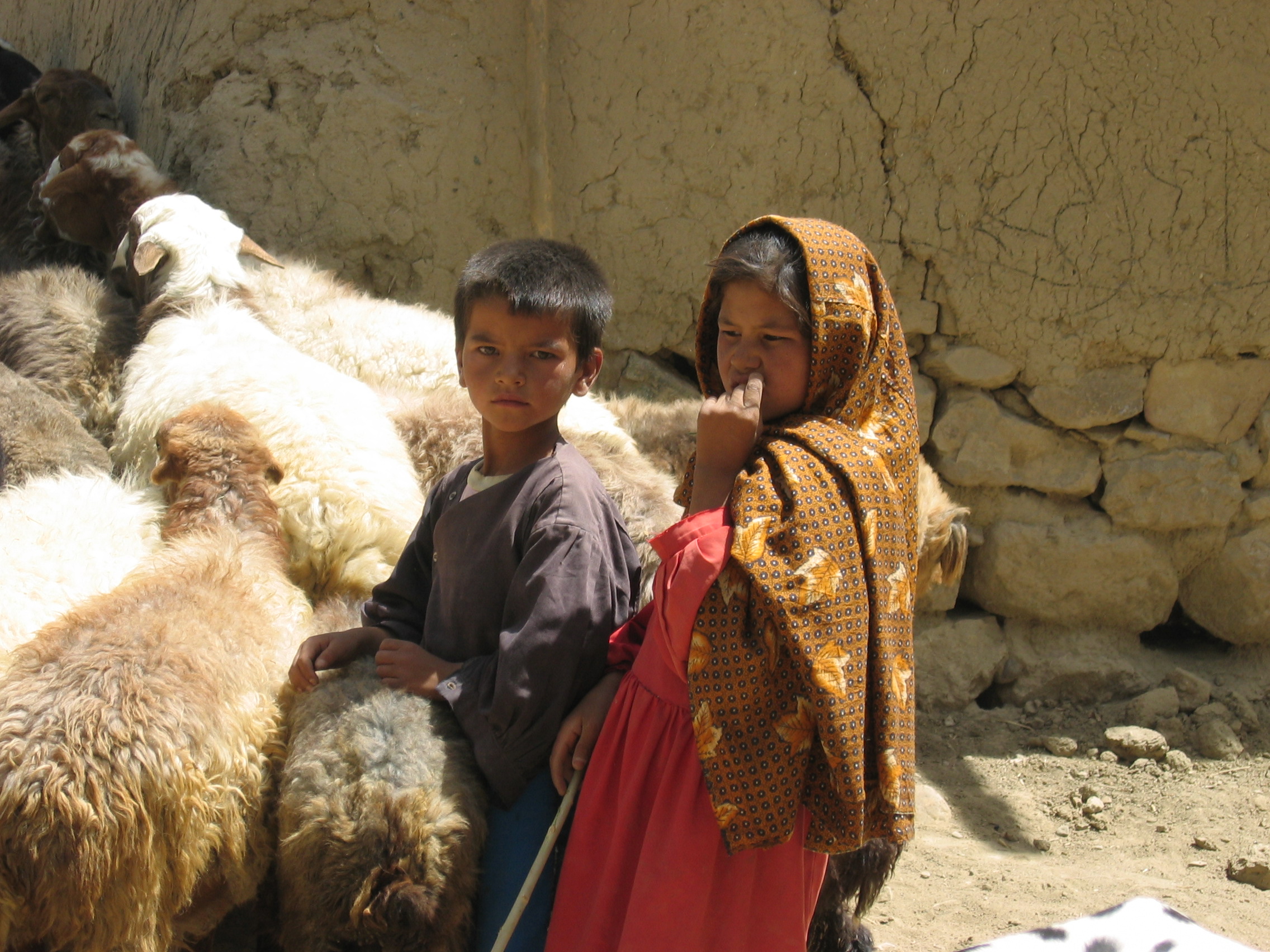 Goat_farming_Afghanistan