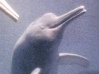 indus-river-dolphin