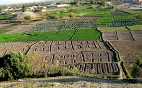 irrigated field