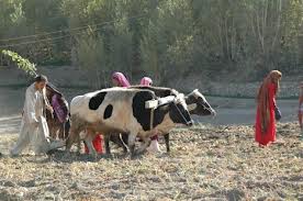 Potato farming