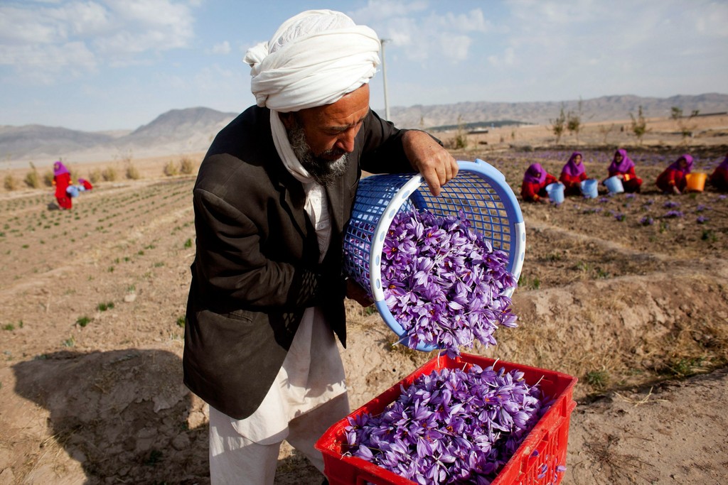 Saffron Harvested in Herat