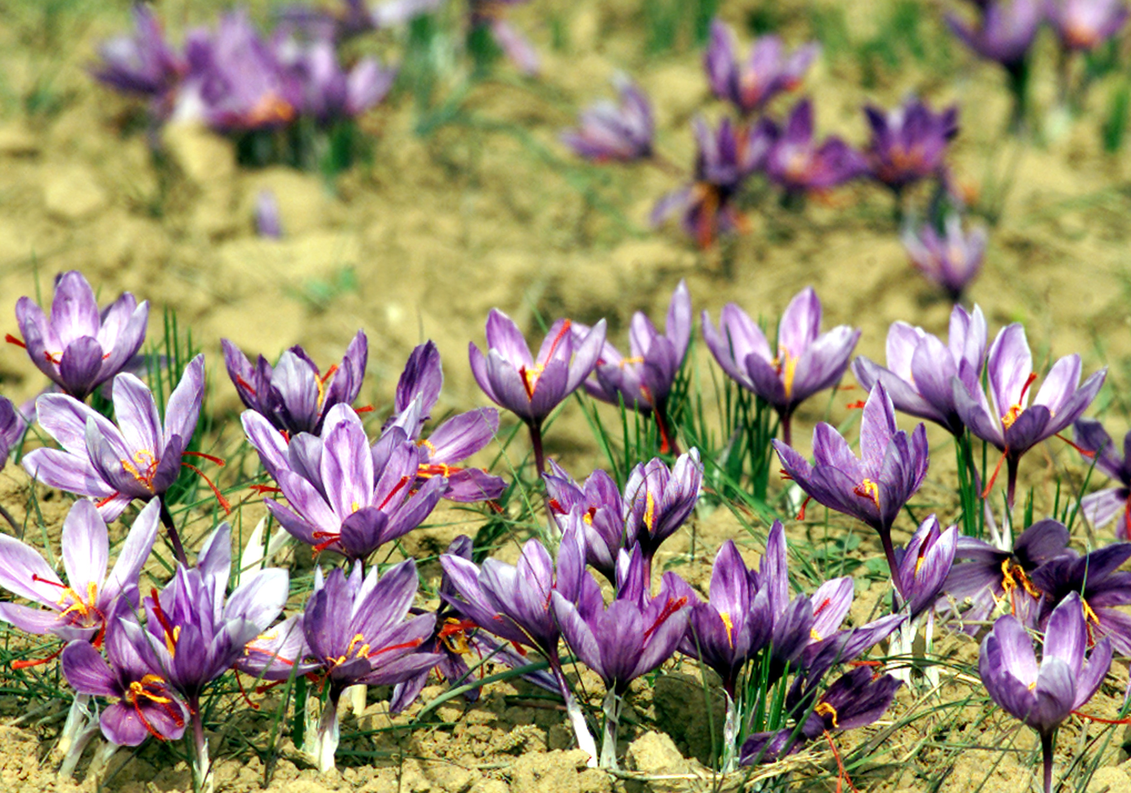 FOR USE WITH FEATURE STORY KASHMIR SAFFRON.
