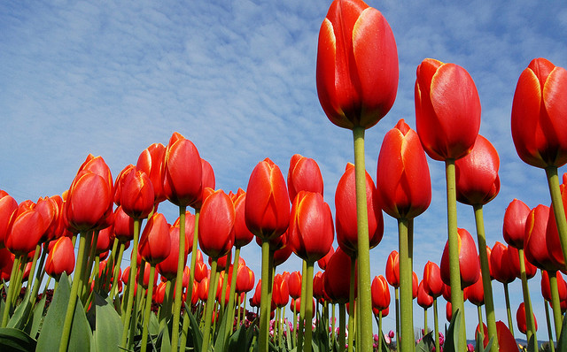 tulip_national_flower_afghanistan