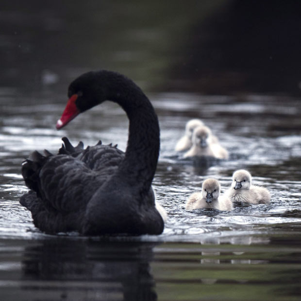 black-swan-cygnets_2149407i