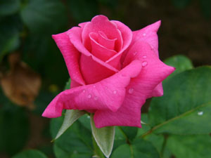 pink rose