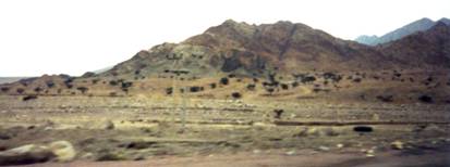 Jordanian countryside - Acacia trees.jpg