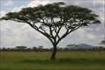 Acacia tree.jpg