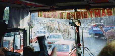 Camels - Cairo.jpg