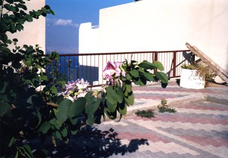 Judas tree - Tiberias.jpg