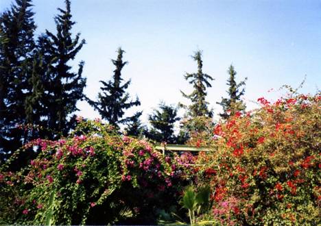 Tabgha flowers.jpg