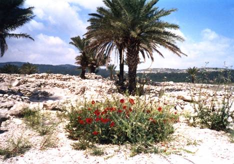 Megiddo.jpg
