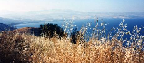 wild flowers - Sea of Galilee.jpg